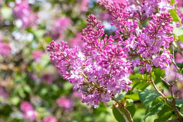 lilacs