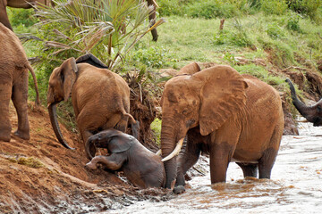 Female elephant helping her calf climb the steep and muddy bank of the Ewaso (Uaso) Nyiro river, Samburu Game Reserve, Kenya