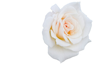 The name of this rose is French Lace.
Rose flower isolated on white background.