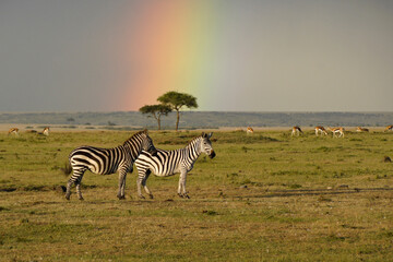 Burchell's (common, plains) zebras and grazing gazelles stand beneath a rainbow, Masai Mara Game Reserve, Kenya
