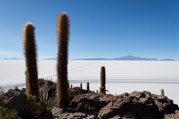 Incahuasi Island is almost in the middle of the Uyuni Salt Flats, it is surrounded by salt and in the rainy season is really hard and dangerous to get to the island.