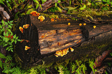 Tree being eaten by fungi in the middle of the jungle
