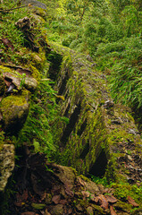 Fototapeta premium Stone wall being devoured by the jungle