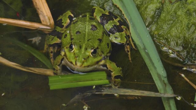 Close up of frog sitting in a pond, lake.