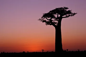 Fotobehang Grandidier's baobab trees at sunset, Morondava, Madagascar © Michele Burgess