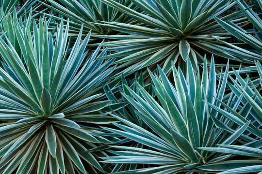 Sisal Plant Images – Browse 1,020 Stock Photos, Vectors, and Video
