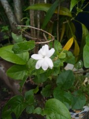 Beautiful and Exotic White Jasmine Flower