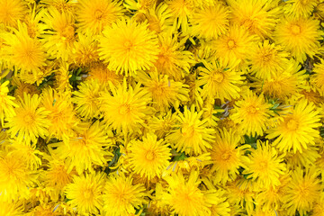 Surface of yellow dandelions.