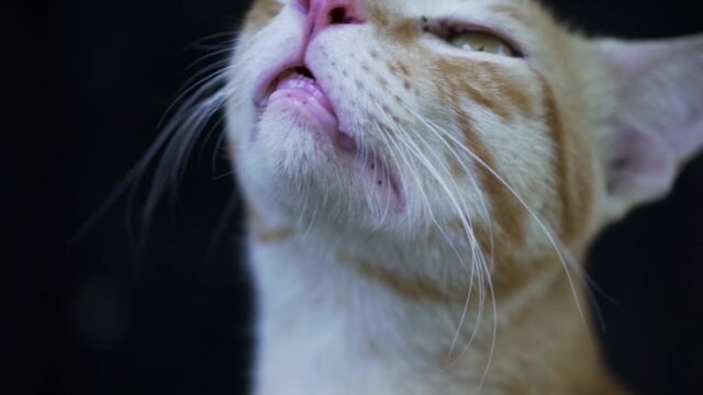 Indian billi breed also known as Indian common cat