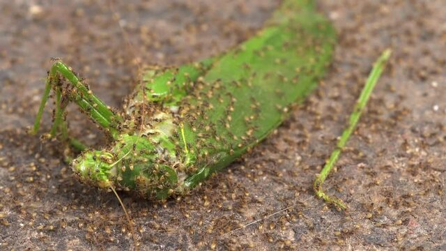 Many ants eat a green grasshopper insect - Macro Shot