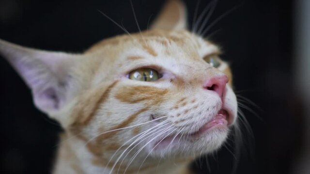 Indian billi breed also known as Indian common cat