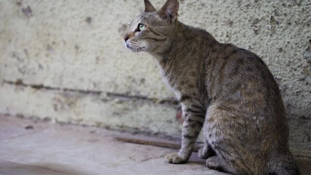 Indian billi breed also known as Indian common cat
