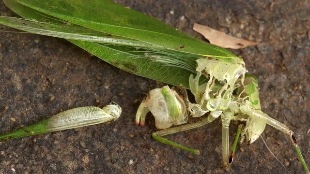 Many ants eat a green grasshopper insect - Macro Shot