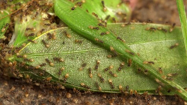 Many ants eat a green grasshopper insect - Macro Shot