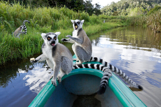 Ring-tailed lemurs eating bananas on bow of canoe, Lemurs Island, Vakona Forest Lodge, Andasibe (Perinet), Madagascar