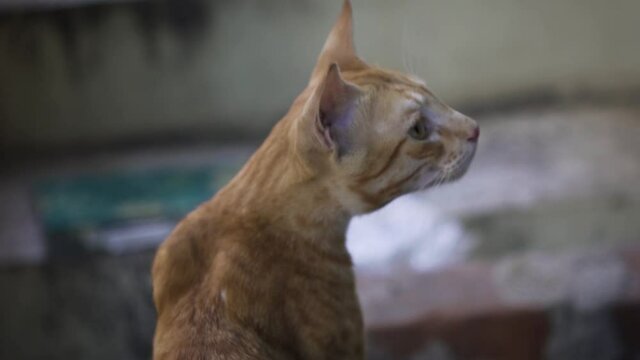 Indian billi breed also known as Indian common cat