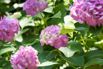 紫色のアジサイ　複数