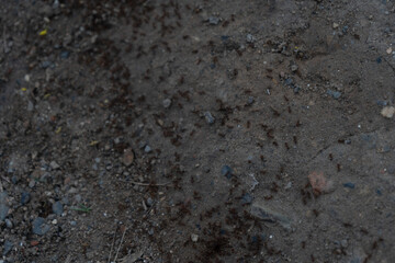 ant texture background
