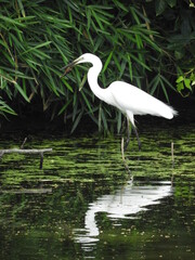 ダイサギとザリガニ