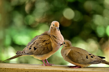 A Pair of Mourning Doves indulged in  romance 
