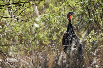Mama turkey