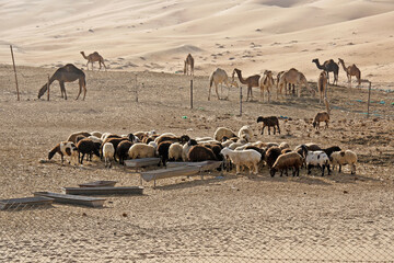 Fototapeta na wymiar Sheep and camels at farm in Liwa dunes, Abu Dhabi, United Arab Emirates