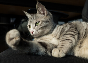 Cute american shorthair cat