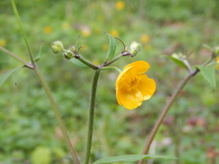 yellow poppy flower