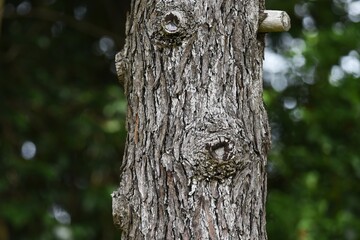 Himalaya ceder (Deoder ceder) is a Pinaceae evergreen coniferous tree.