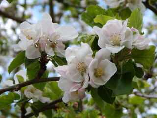 apple tree blossom