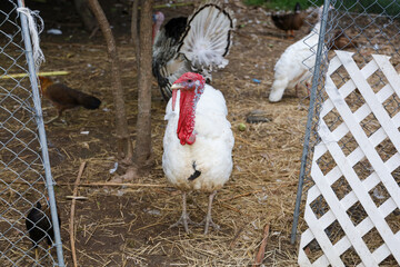 The white Turkey is stand up in farm at thailand