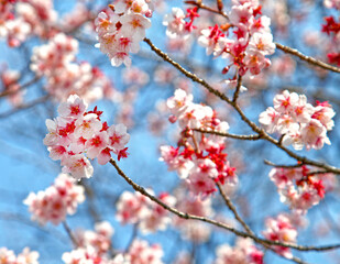 Pink cherry blossom or sakura in Japan.
