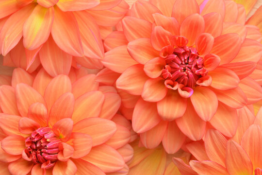 Beautiful dahlia flowers 