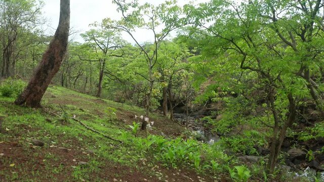 beautiful reveal shot in forest of Western Ghats, passing through the trees, lily in India