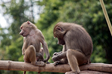 two young baboon on a log