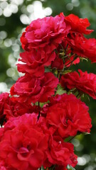 red carnation flowers