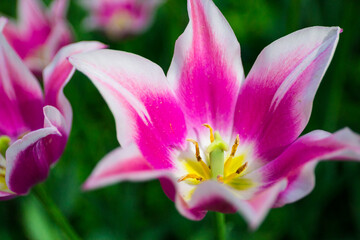 Fototapeta na wymiar Spring tulips
