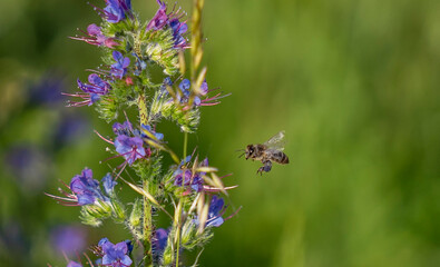 sheep pollinating plants in the middle of spring