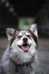 Husky Dog at the park