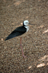 the black winged stilt is a black and white bird