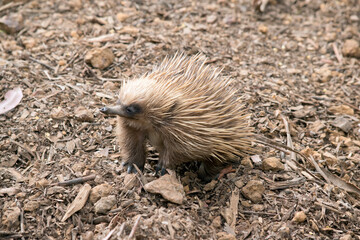 this is a short nosed echidna, it has many spikes for protection