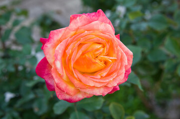 The name of this rose is Yachiyo-nishiki.