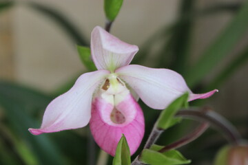 Orquideas