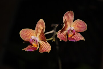 Orquideas salvajes