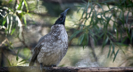 the friar bird has a lump on the top of his beak