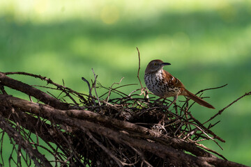 bird at nest