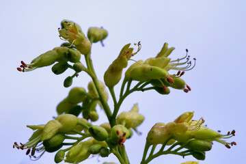 Fototapeta premium buckeye tree in full bloom