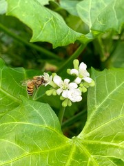 bee on a flower