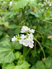 white flowers