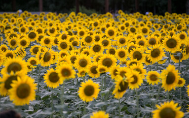 Obraz premium sunflowers in the field